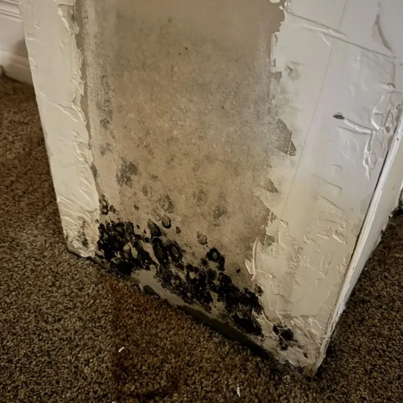 Professional Mold Removal in Bernardston, MA